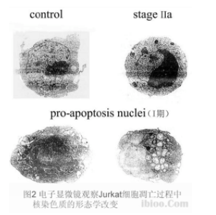 細(xì)胞電子價(jià)格