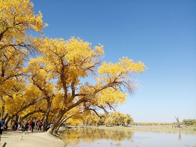 額濟納胡楊林旅游攻略
