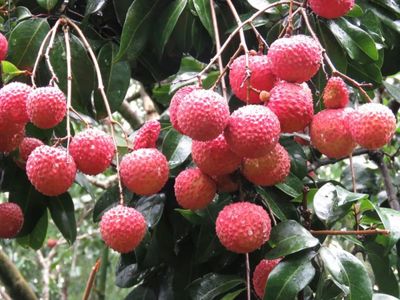 廣西貴港有什么特產(chǎn)