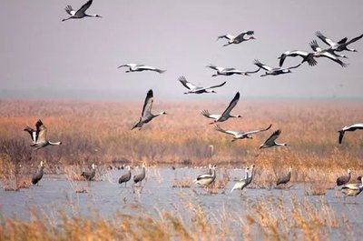 濕地公園有什么動(dòng)物