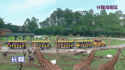 廣州南怎么去長(zhǎng)隆野生動(dòng)物園