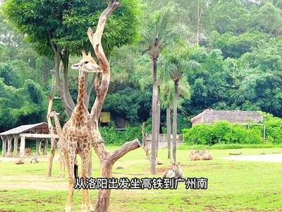 廣州南怎么去長(zhǎng)隆野生動(dòng)物園